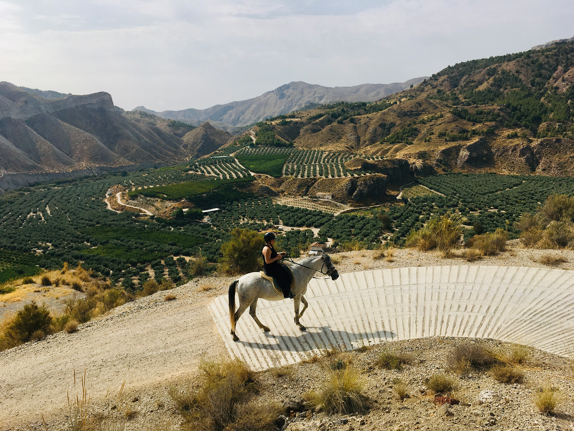Paseo a caballo con vistas a los olivares